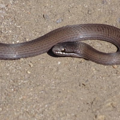 Drysdalia coronoides (White-lipped Snake) at Namadgi National Park - 29 Apr 2019 by roymcd