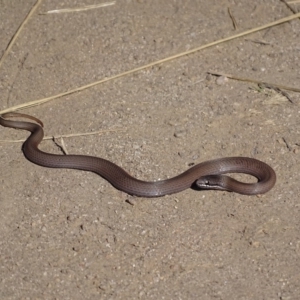 Drysdalia coronoides at Rendezvous Creek, ACT - 29 Apr 2019 01:33 PM