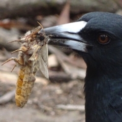 Gymnorhina tibicen (Australian Magpie) at Garran, ACT - 22 Apr 2019 by roymcd