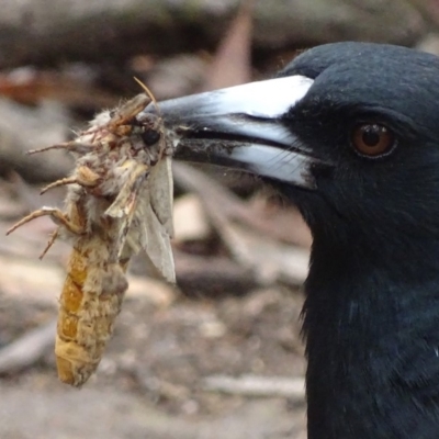 Gymnorhina tibicen (Australian Magpie) at Red Hill Nature Reserve - 22 Apr 2019 by roymcd