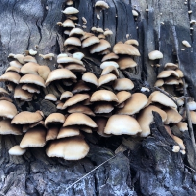 Unidentified Fungus at Pambula Beach, NSW - 25 Mar 2019 by DeanAnsell