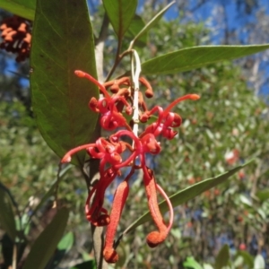 Grevillea oxyantha subsp. oxyantha at Cotter River, ACT - 29 Apr 2019