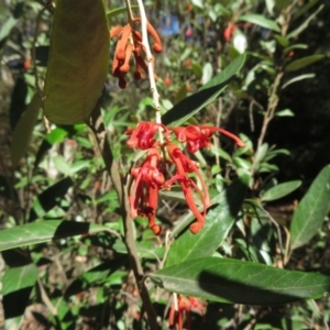 Grevillea oxyantha subsp. oxyantha at Cotter River, ACT - 29 Apr 2019 12:57 PM