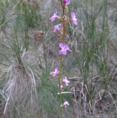 Stylidium armeria subsp. armeria (Trigger Plant) at Cotter River, ACT - 29 Apr 2019 by RobParnell
