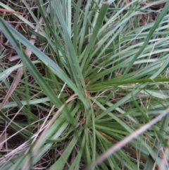Stylidium armeria subsp. armeria at Cotter River, ACT - 29 Apr 2019