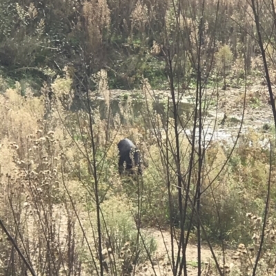 Sus scrofa (Wild Boar, Feral Pig) at Yarrow, NSW - 21 Apr 2019 by PeterR
