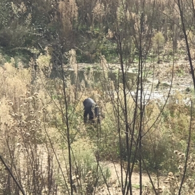 Sus scrofa (Pig (feral)) at Yarrow, NSW - 21 Apr 2019 by PeterR