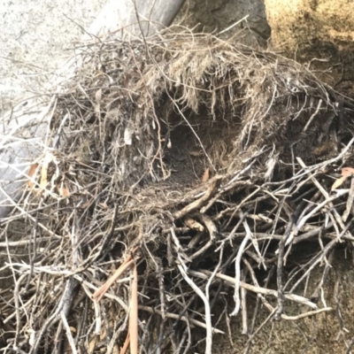 Menura novaehollandiae (Superb Lyrebird) at Tennent, ACT - 28 Apr 2019 by PeterR