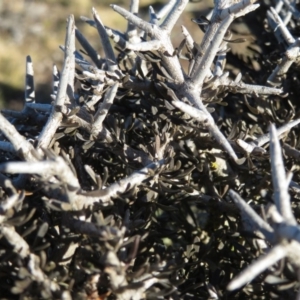 Melicytus sp. at Mount Clear, ACT - 6 Jul 2019 03:25 PM