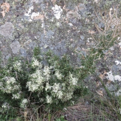 Melicytus (genus) (A tree violet) at Mount Clear, ACT - 13 Mar 2019 by RobParnell