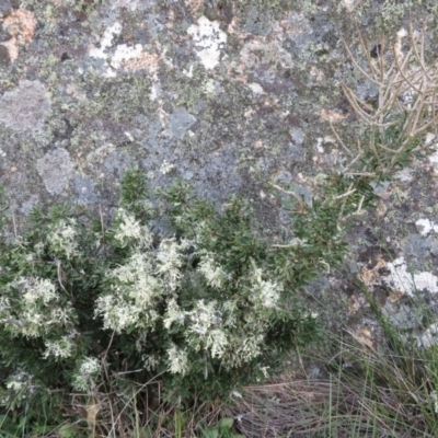 Melicytus sp. (A tree violet) at Mount Clear, ACT - 13 Mar 2019 by RobParnell