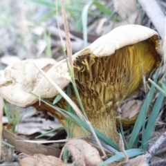 Phylloporus sp. (Phylloporus sp.) at Red Hill Nature Reserve - 27 Apr 2019 by JackyF