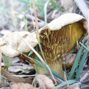 Phylloporus sp. at Deakin, ACT - 27 Apr 2019 06:00 PM