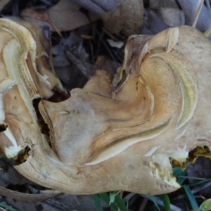 Phylloporus sp. at Deakin, ACT - 27 Apr 2019 06:00 PM