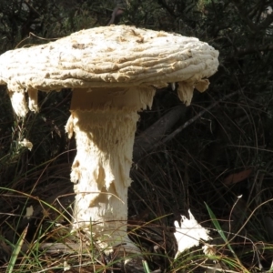 Amanita ochrophylla group at Mount Clear, ACT - 18 Apr 2019 03:08 PM