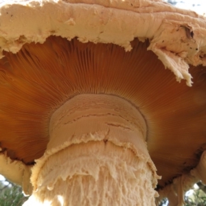 Amanita ochrophylla group at Mount Clear, ACT - 18 Apr 2019