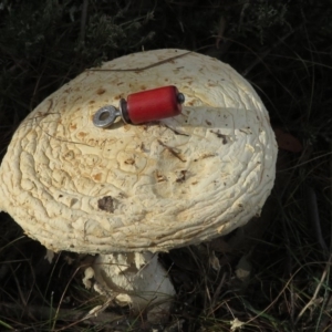 Amanita ochrophylla group at Mount Clear, ACT - 18 Apr 2019 03:08 PM