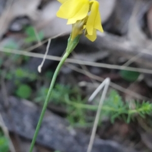 Goodenia pinnatifida at Deakin, ACT - 27 Apr 2019 06:24 PM