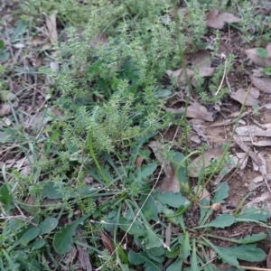 Goodenia pinnatifida at Deakin, ACT - 27 Apr 2019