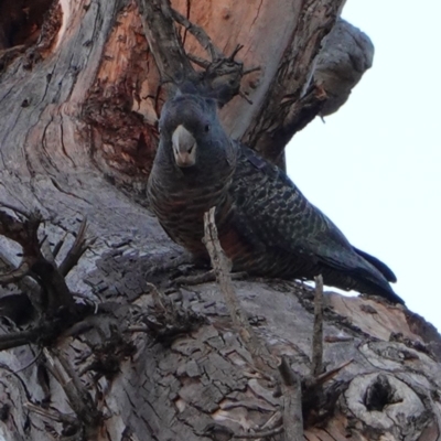 Callocephalon fimbriatum (Gang-gang Cockatoo) at GG229 - 29 Apr 2019 by JackyF