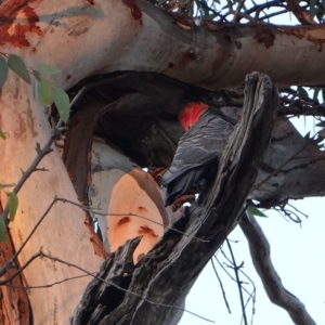 Callocephalon fimbriatum at Hughes, ACT - 29 Apr 2019