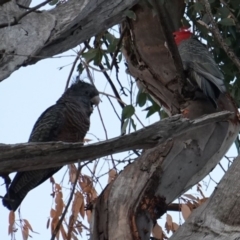 Callocephalon fimbriatum at Hughes, ACT - 29 Apr 2019