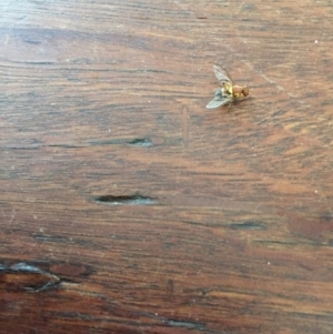 Bactrocera sp. at Bermagui, NSW - 12 Mar 2019 05:33 PM