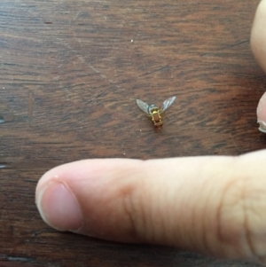 Bactrocera sp. at Bermagui, NSW - 12 Mar 2019 05:33 PM