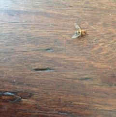 Bactrocera (Bactrocera) tryoni (Queensland fruit fly) at Bermagui, NSW - 12 Mar 2019 by Jackie Lambert