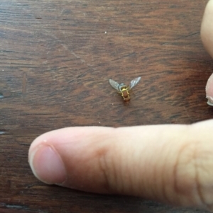 Bactrocera (Bactrocera) tryoni at Bermagui, NSW - 12 Mar 2019 05:33 PM