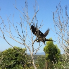 Zanda funerea at Bermagui, NSW - 17 Feb 2019