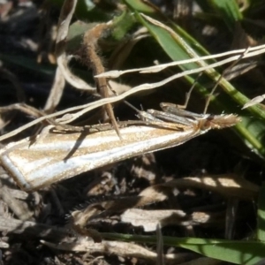 Hednota species near grammellus at Theodore, ACT - 18 Apr 2019