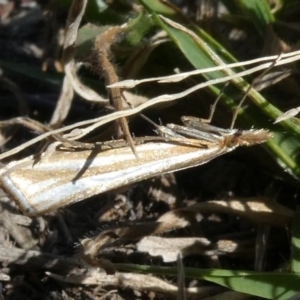 Hednota species near grammellus at Theodore, ACT - 18 Apr 2019 02:17 PM