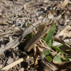 Hednota species near grammellus at Theodore, ACT - 18 Apr 2019