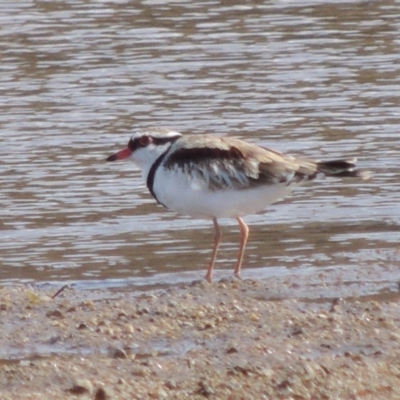 Charadrius melanops (Black-fronted Dotterel) at Paddys River, ACT - 12 Mar 2019 by michaelb