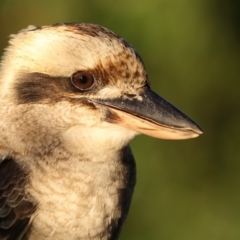 Dacelo novaeguineae (Laughing Kookaburra) at Merimbula, NSW - 26 Apr 2019 by Leo