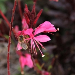 Oenothera lindheimeri at Paddys River, ACT - 23 Apr 2019