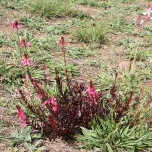 Oenothera lindheimeri at Paddys River, ACT - 23 Apr 2019 12:25 PM