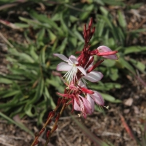 Oenothera lindheimeri at Paddys River, ACT - 23 Apr 2019 12:25 PM