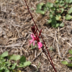 Oenothera lindheimeri at Paddys River, ACT - 23 Apr 2019 12:25 PM