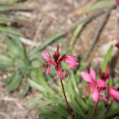 Oenothera lindheimeri at Paddys River, ACT - 23 Apr 2019 12:25 PM