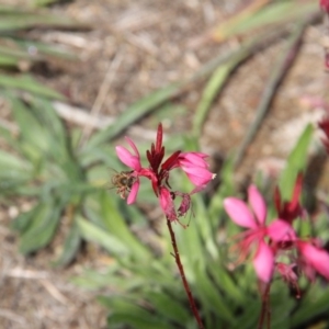 Oenothera lindheimeri at Paddys River, ACT - 23 Apr 2019 12:25 PM