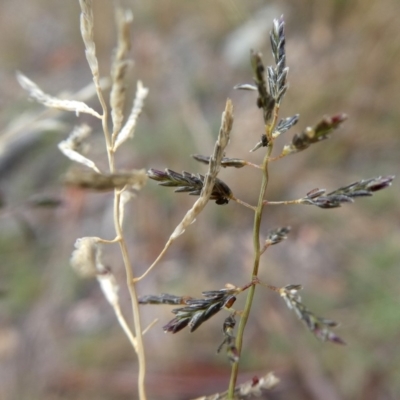 Eragrostis brownii (Common Love Grass) at Jerrabomberra, NSW - 23 Apr 2019 by Wandiyali