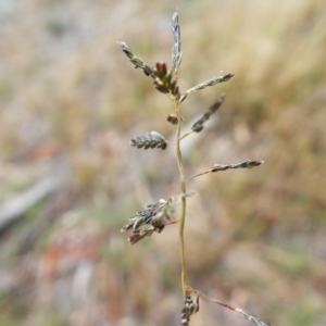 Eragrostis brownii at Jerrabomberra, NSW - 23 Apr 2019 10:30 AM