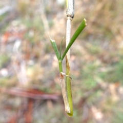 Eragrostis brownii at Jerrabomberra, NSW - 23 Apr 2019
