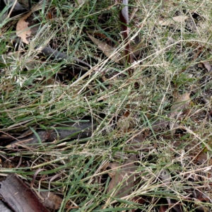Eragrostis brownii at Jerrabomberra, NSW - 23 Apr 2019