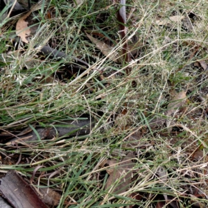 Eragrostis brownii at Jerrabomberra, NSW - 23 Apr 2019 10:30 AM