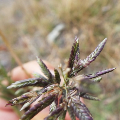 Eragrostis cilianensis (Stinkgrass) at Jerrabomberra, NSW - 23 Apr 2019 by Wandiyali
