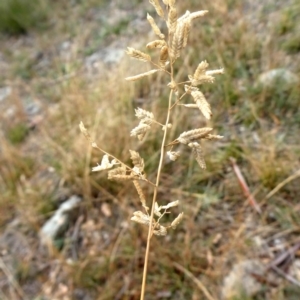 Eragrostis cilianensis at Jerrabomberra, NSW - 23 Apr 2019