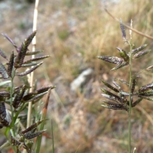 Eragrostis cilianensis at Jerrabomberra, NSW - 23 Apr 2019